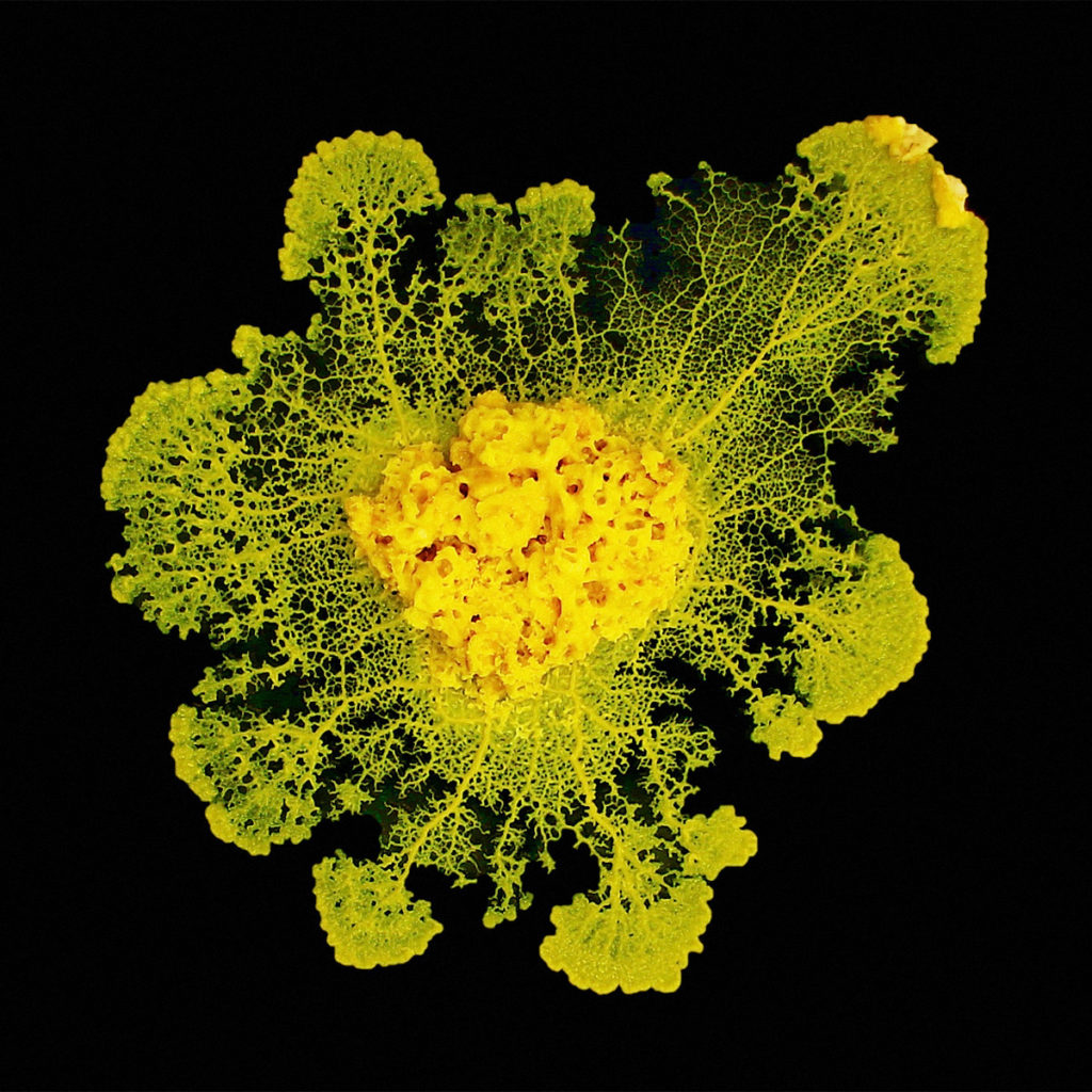 Physarum slime mold colony is made of fractal branching