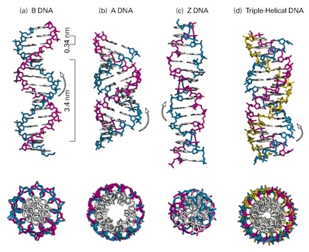 side and top views of DNA